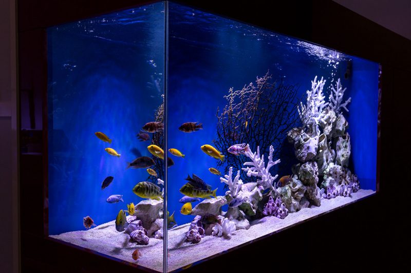 About Us – London Aquariums